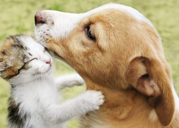 Cuidado com animais de estimação nivela pessoas de todas as classes sociais, garante especialista de Linhares
