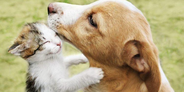 Cuidado com animais de estimação nivela pessoas de todas as classes sociais, garante especialista de Linhares