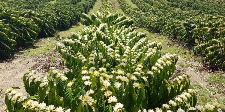 Sooretama deve receber título de Capital Nacional do Café Conilon
