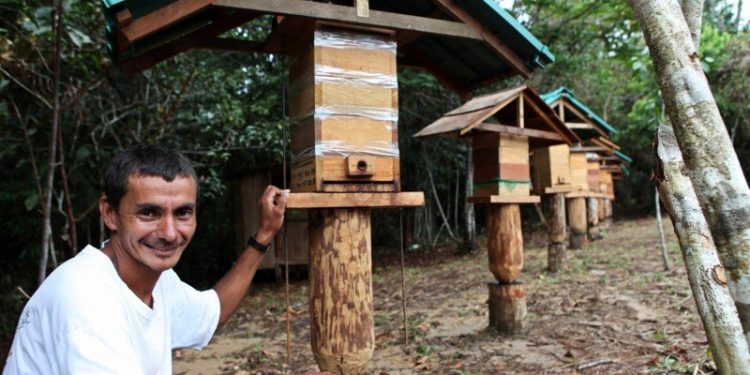 Projeto de criação de abelhas sem ferrão abre inscrições para famílias de Linhares