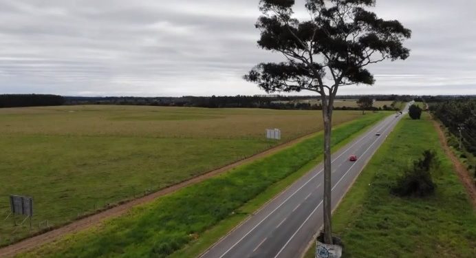 Suposta biografia conta a história do Jequitibá solitário às margens da BR 101 em Linhares