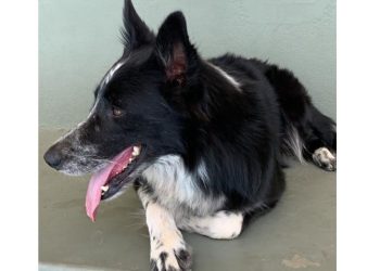 CÃO MAIS CARO DO MUNDO TEM UM HERDEIRO EM LINHARES