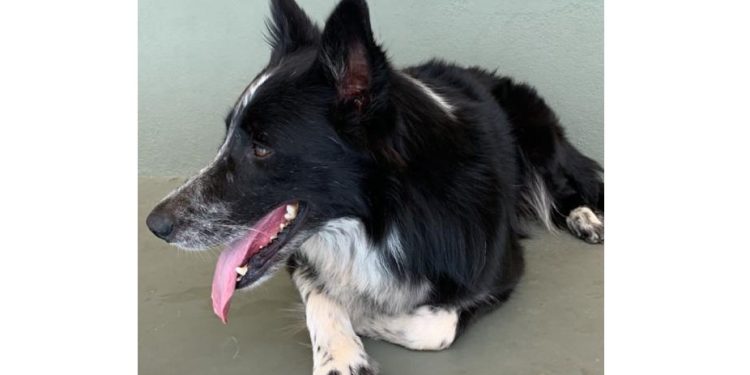 CÃO MAIS CARO DO MUNDO TEM UM HERDEIRO EM LINHARES