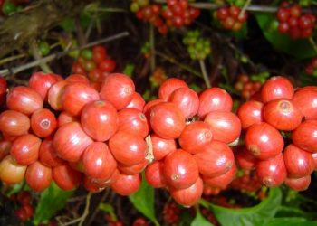 Marilândia sedia lançamento de tecnologias para o café conilon