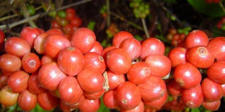 Marilândia sedia lançamento de tecnologias para o café conilon