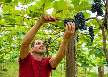 Aberta oficialmente a primeira colheita da uva em Linhares