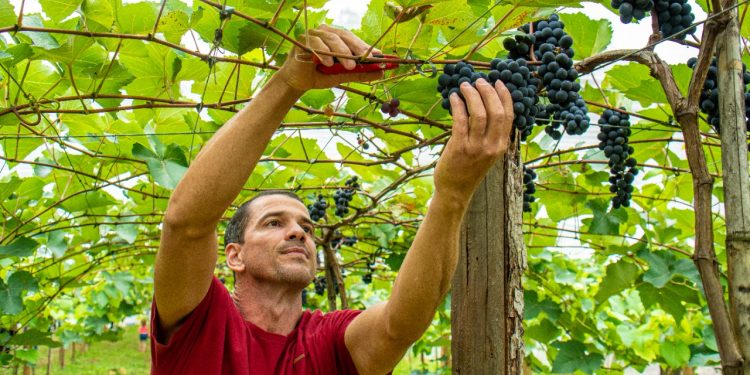 Aberta oficialmente a primeira colheita da uva em Linhares