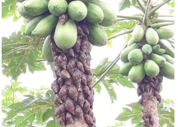 Jaguaré inicia procedimentos para conter infestação do caramujo africano