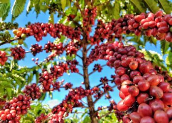 Primeiro Concurso do Café Conilon de Jaguaré será lançado neste mês