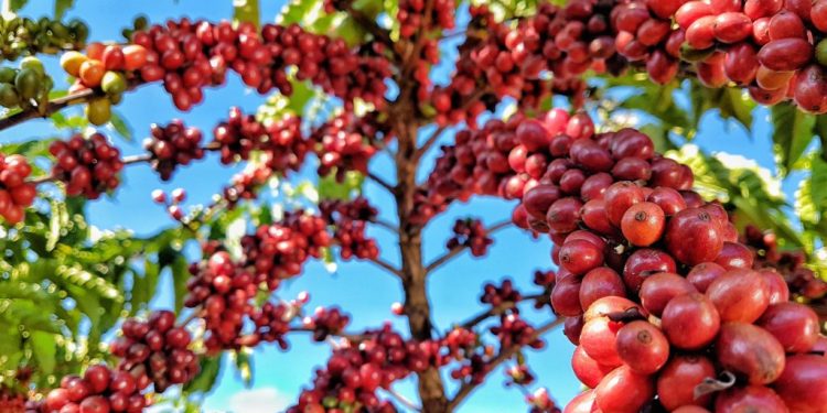 Primeiro Concurso do Café Conilon de Jaguaré será lançado neste mês