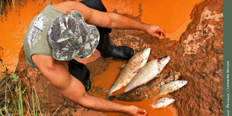 Laudo aponta que não é seguro consumir peixe da bacia do rio Doce