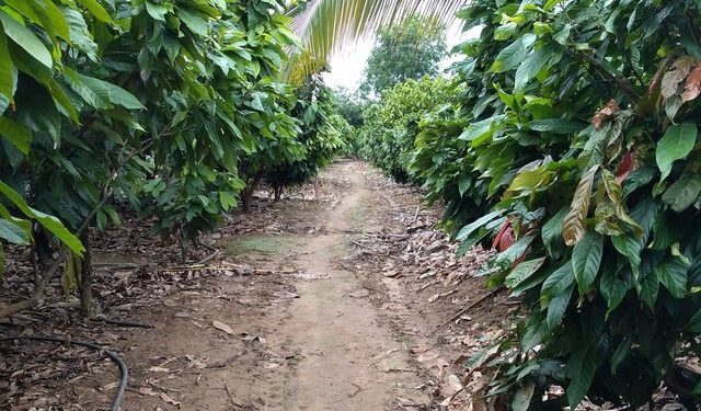 Indenizações ao setor agropecuário ultrapassam R$ 371 milhões no ES, afirma Fundação Renova