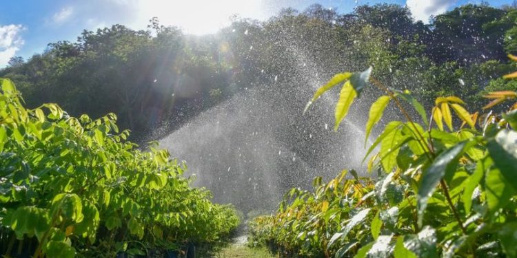 Renova investirá R$ 20 milhões em restauração florestal na bacia do rio Bananal