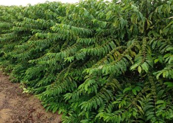 Jaguaré recebe dia de campo para debater “Manejo Sustentável do Café Conilon”