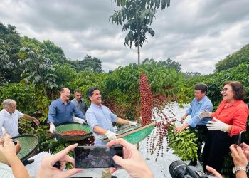 Aberta oficialmente em Jaguaré a colheita do café Conilon no ES