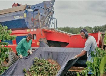 Jaguaré sedia lançamento oficial da colheita do café conilon no ES