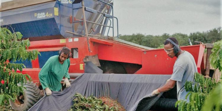 Jaguaré sedia lançamento oficial da colheita do café conilon no ES