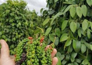 Sooretama terá Dia de Campo sobre manejo sustentável da pimenta-do-reino