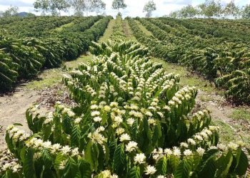 Rio Bananal lidera ranking dos municípios que mais produzem café conilon no Brasil