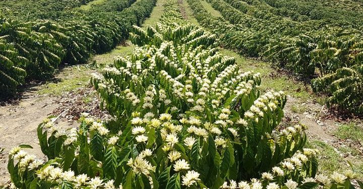 Rio Bananal lidera ranking dos municípios que mais produzem café conilon no Brasil