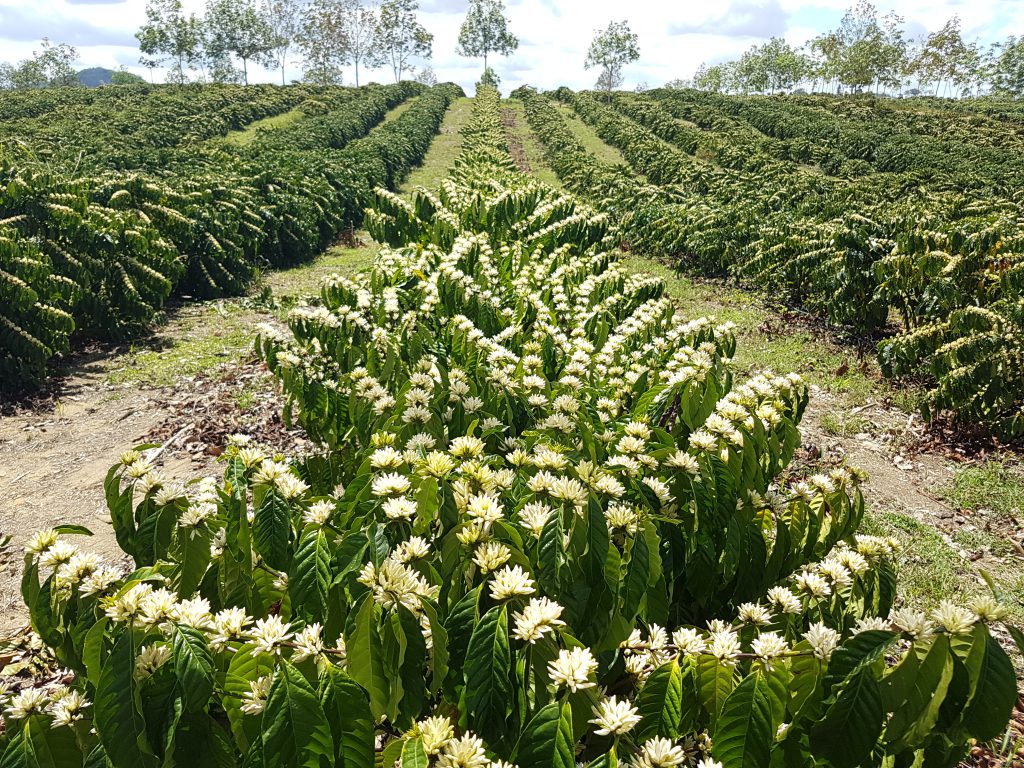 Em Rio Bananal (ES), quebra do café conillon deve superar os 70