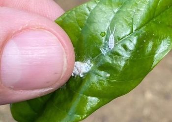 Nova espécie de praga é detectada em lavouras de conilon do Norte do ES e Sul da Bahia