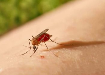 Rio Bananal e Sooretama têm casos confirmados de Febre Oropouche