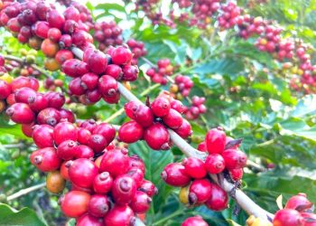 Jaguaré abre inscrições do 3º Concurso de Qualidade do Café Conilon com premiações que somam R$ 30 mil