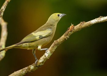Fotógrafo de natureza registra imagens e monta acervo sobre a biodiversidade na Rebio de Sooretama