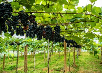 Festa da Colheita da Uva movimenta distrito de Linhares neste final de semana