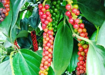 Maior produtor do Brasil, Jaguaré sedia 1º Fórum Nacional sobre Pimenta do Reino