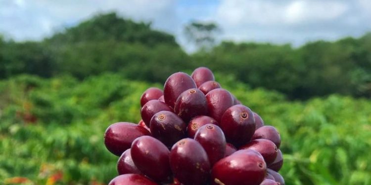 Sooretama abre inscrições para o 6º Concurso de Qualidade do Café Conilon