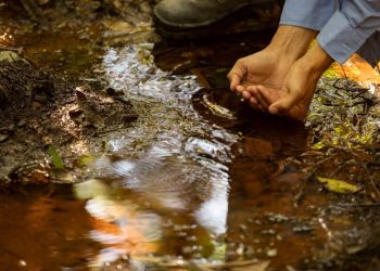 Samarco avança em ações de reparação na Bacia do Rio Doce: reflorestamento, nascentes e indenizações em destaque