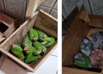 Operação revela esquema criminoso de tráfico de animais na Reserva de Sooretama