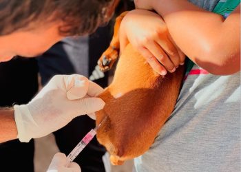 Sooretama abre cadastro para castração gratuita de cães e gatos