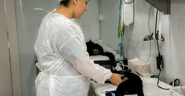 Sooretama realiza castração gratuita de 200 cães e gatos por meio do programa Pet Vida