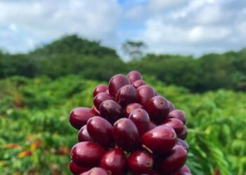 Agro Café Business movimenta Sooretama com feira de negócios e shows neste fim de semana
