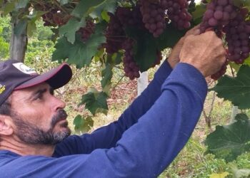 Produtor rural é pioneiro no cultivo de uvas em Jaguaré