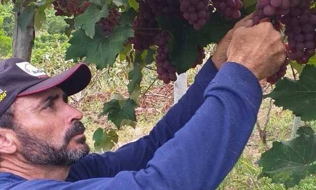 Produtor rural é pioneiro no cultivo de uvas em Jaguaré