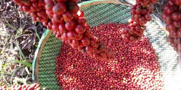 Sooretama abre oficialmente a colheita do café conilon nesta sexta-feira (10)