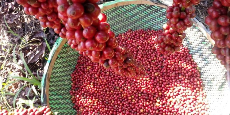 Sooretama abre oficialmente a colheita do café conilon nesta sexta-feira (10)