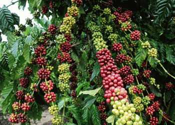 Inscrições abertas para o 7º Concurso de Qualidade do Café Conilon de Sooretama