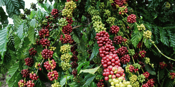 Inscrições abertas para o 7º Concurso de Qualidade do Café Conilon de Sooretama