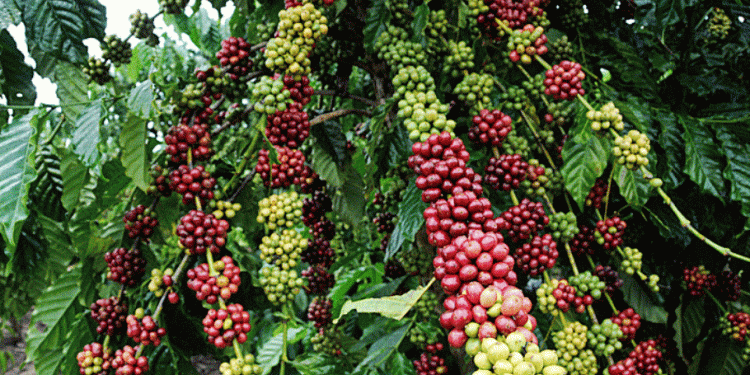 O direito de não vender barato: como o cafeicultor pode proteger sua margem utilizando o alongamento de crédito como ferramenta estratégica