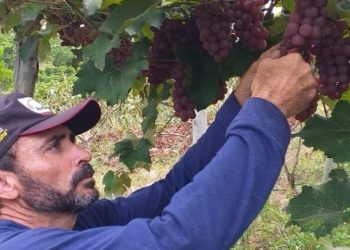 Conhecido pela produção de café e pimenta, Jaguaré realiza o 1º Festival da Colheita da Uva
