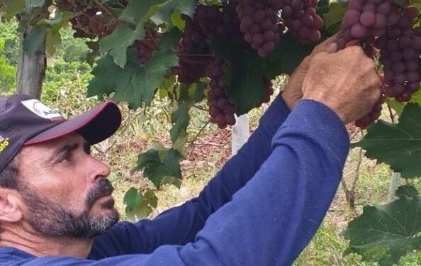 Conhecido pela produção de café e pimenta, Jaguaré realiza o 1º Festival da Colheita da Uva