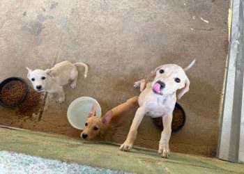 Cinquenta cães aguardam adoção no Bem-Estar Animal de Linhares
