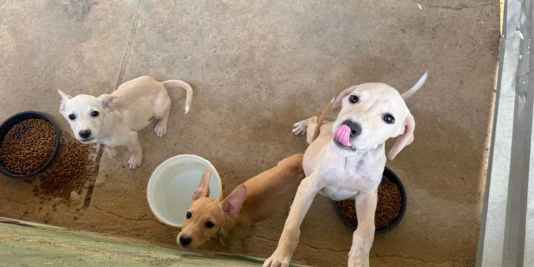 Cinquenta cães aguardam adoção no Bem-Estar Animal de Linhares