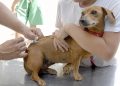 Sooretama inicia campanha de vacinação antirrábica de cães e gatos na segunda-feira (20)