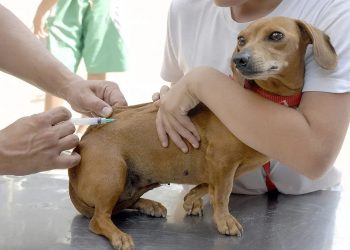 Sooretama inicia campanha de vacinação antirrábica de cães e gatos na segunda-feira (20)